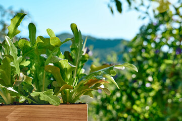 Young lettuce seedlings in wooden box in vegetable balcony garden. Horticulture sostenible. Gardening Hobby. Healthy organic food concept.