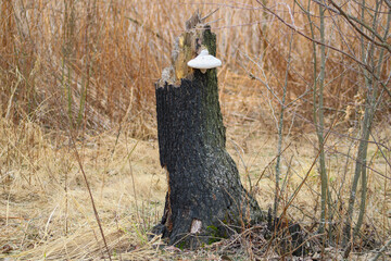 A burnt stump in the woods