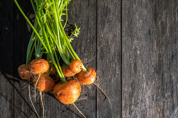 Fresh home garden bed grown organic carrots on barn wood table