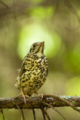 Obraz premium Juvenile Mistle thrush, Turdus viscivorus perched on a twig in Estonian boreal forest during sunny June day