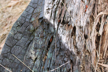 Red bugs inside a half-burned old tree