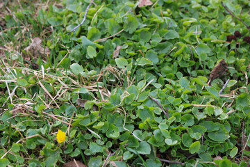Branches in grass leaves, spring
