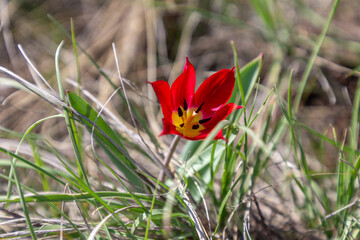 Wild tulips of Schrenk on the Pre - Ural steppe (Orenburg nature reserve). Orenburg region,...