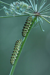 Two caterpillars of an Old world swallowtail butterfly on a plant straw in Europe