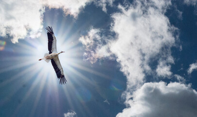 A Stork in the Alsace