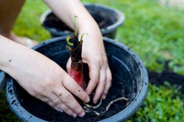 Woman is planting young banana tree in plastic plant pot.