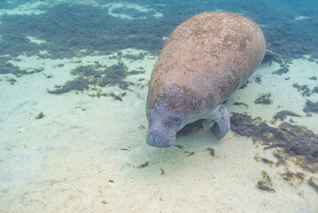 Manatee swimming over sand and sea grass in clear river water