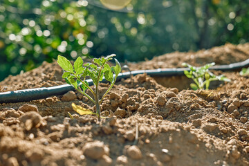 Young tomato plant growing in the horticulture garden with drip irrigation system. Horticulture sostenible. Small business.  Gardening hobby. Healthy organic food concept.