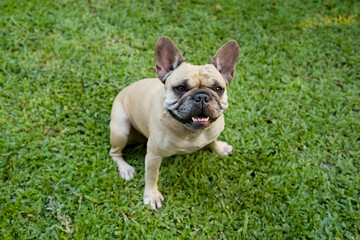 Fototapeta premium Smiling French bulldog sitting on grass in the garden.