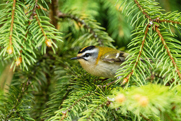 A small and colorful Common firecrest, Regulus ignicapillus in the middle of Spruce branches in...