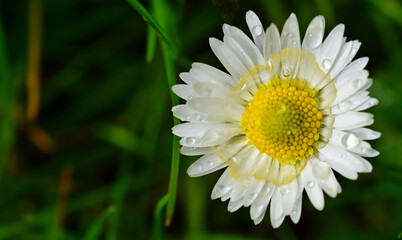 Fototapeta premium white daisy flower