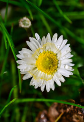 Obraz premium daisy in the grass