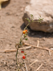 wild tomato in a wasteland with fruits