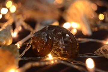 photo with a shell and a garland