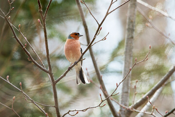 Male Chaffinch, Fringilla coelebs perched in a springtime boreal forest in Estonia, Northern Europe