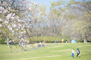Obraz premium 春の公園を散歩する人々