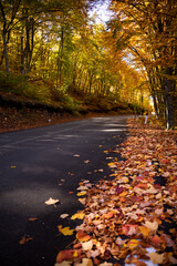 Road in autumn forest with colorful trees and plants, seasonal landscape
