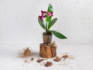 Purple mini orchid in a pot on a white background. Home gardening, breeding of orchids. Gift flower...