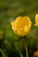 Detalle de tulipán amarillo