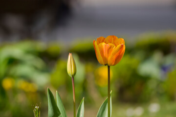 Tulipán amarillo y rojo junto a un capullo