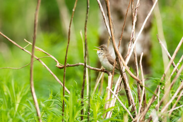 An old world warbler, the Marsh warbler singing on an spring afternoon in Estonia, Northern Europe