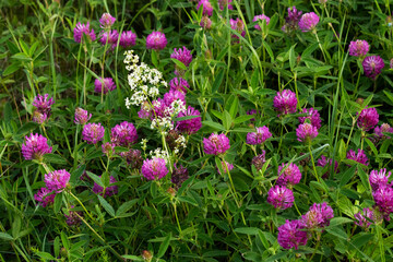 Colorful Zigzag clover, Trifolium medium blooming on a lush meadow in Estonia, Northern Europe