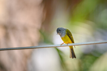 Grey-headed Canary-flycatcher, Culicicapa ceylonensis