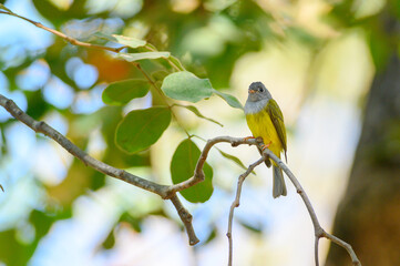 Grey-headed Canary-flycatcher, Culicicapa ceylonensis