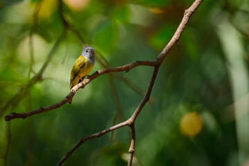 Grey-headed Canary-flycatcher, Culicicapa ceylonensis