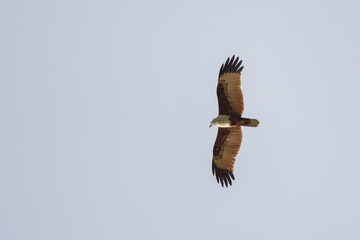 Brahminy Kite, Haliastur indus