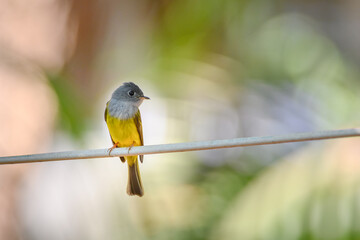 Grey-headed Canary-flycatcher, Culicicapa ceylonensis