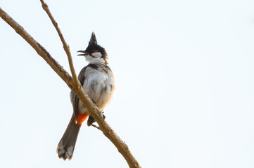 Red-whiskered bulbul, Pycnonotus jocosus