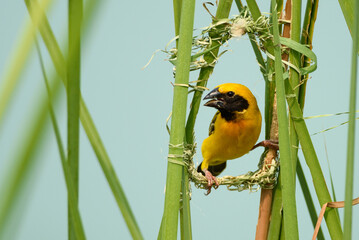 Asian Golden Weaver.