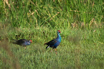 Purple Swamphen