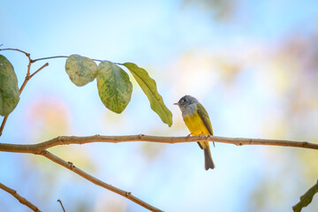 Grey-headed Canary-flycatcher, Culicicapa ceylonensis