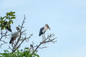 Openbill stork bird perched on the branches
