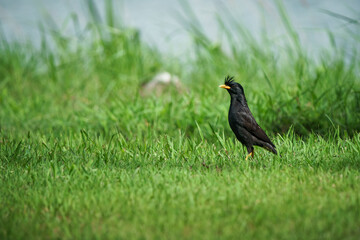 White-vented Myna bird
