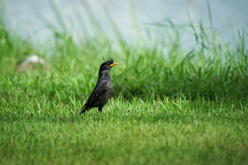 White-vented Myna bird