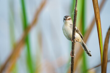 Prinia inornata bird