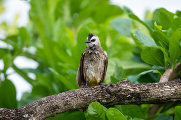 Yellow-vented Bulbul, Pycnonotus goiavier