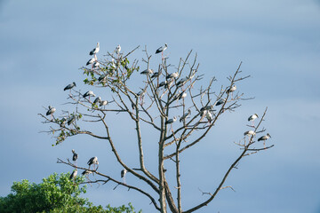 Openbill stork bird perched on the branches