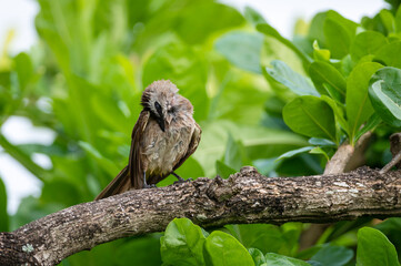 Yellow-vented Bulbul, Pycnonotus goiavier