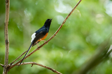 White-rumped Shama, Copsychus malabaricus