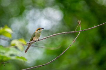 Green Bee-eater