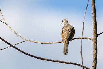 Columbidae, Spilopelia chinensis