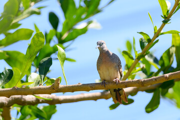 Columbidae, Spilopelia chinensis