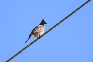 Columbidae, Spilopelia chinensis