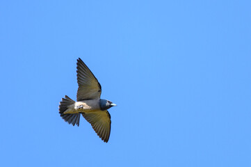 Ashy Woodswallow, Artamus fuscus