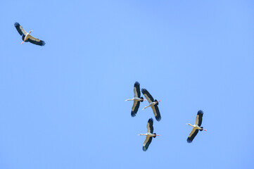 Openbill stork