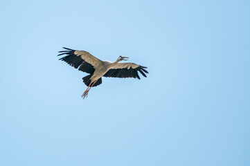 Obraz premium Openbill stork bird